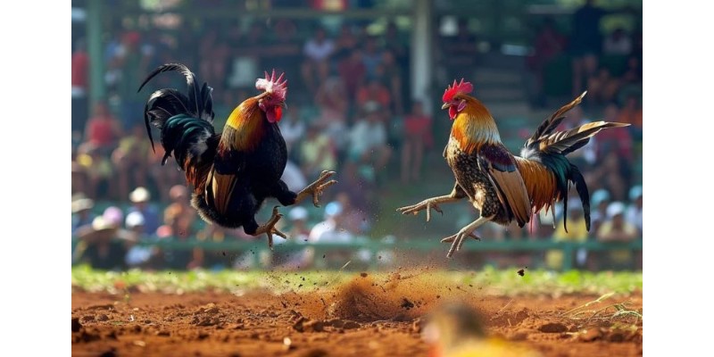Loại hình đá gà Campuchia đang thu hút sự quan tâm của người chơi